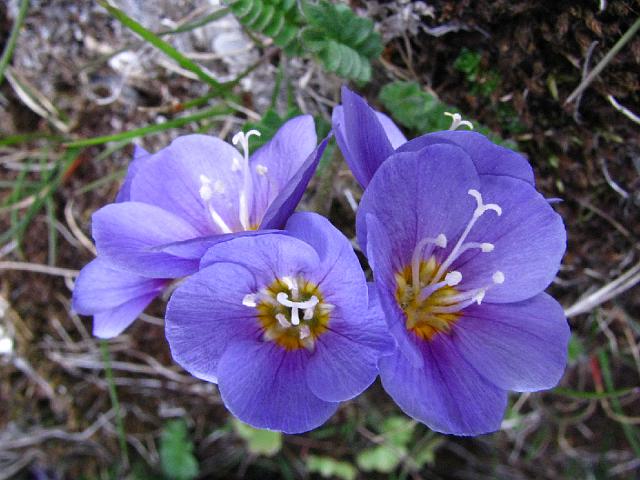 polemonium_boreale_brisinge_16july 034.jpg - Certaines de nos observations sont inédites pour cette zone du Svalbard.
